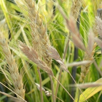 wheat and rye